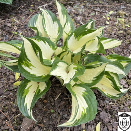 Hosta 'Fire and Ice' - Hosta 'Fire and Ice' C1/1L